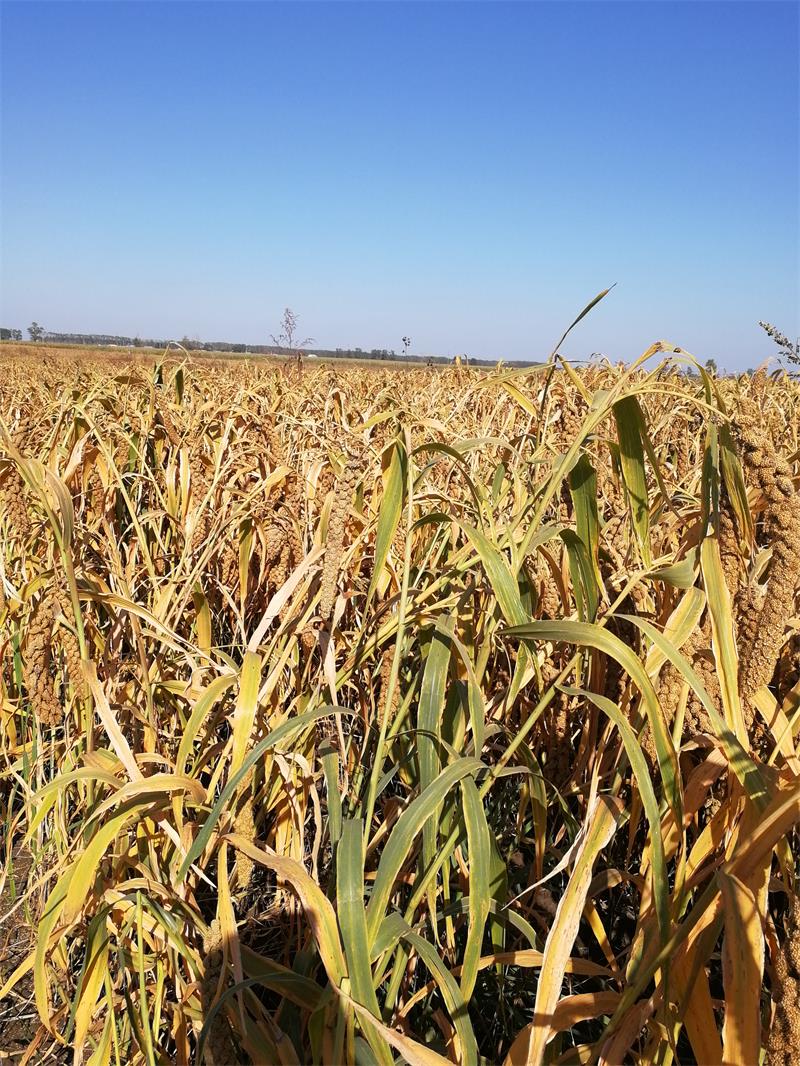 5eba5899980bb.jpg 1.jpg