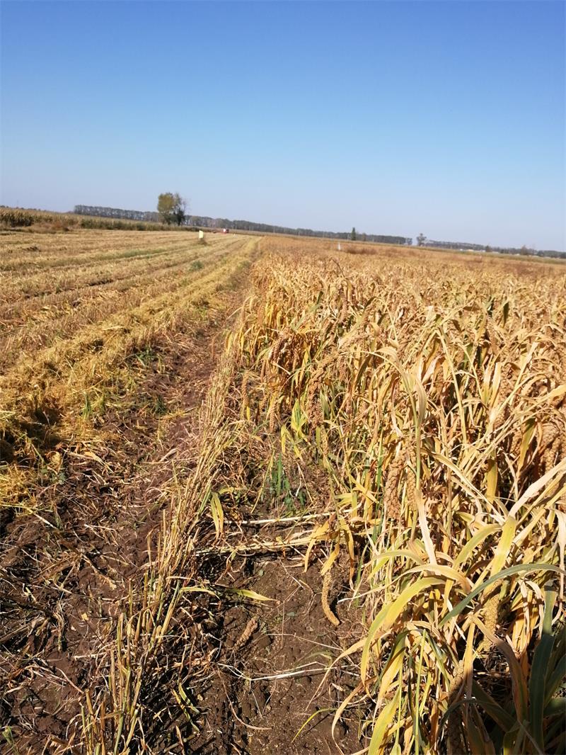 5eba589e12d7a.jpg 2.jpg